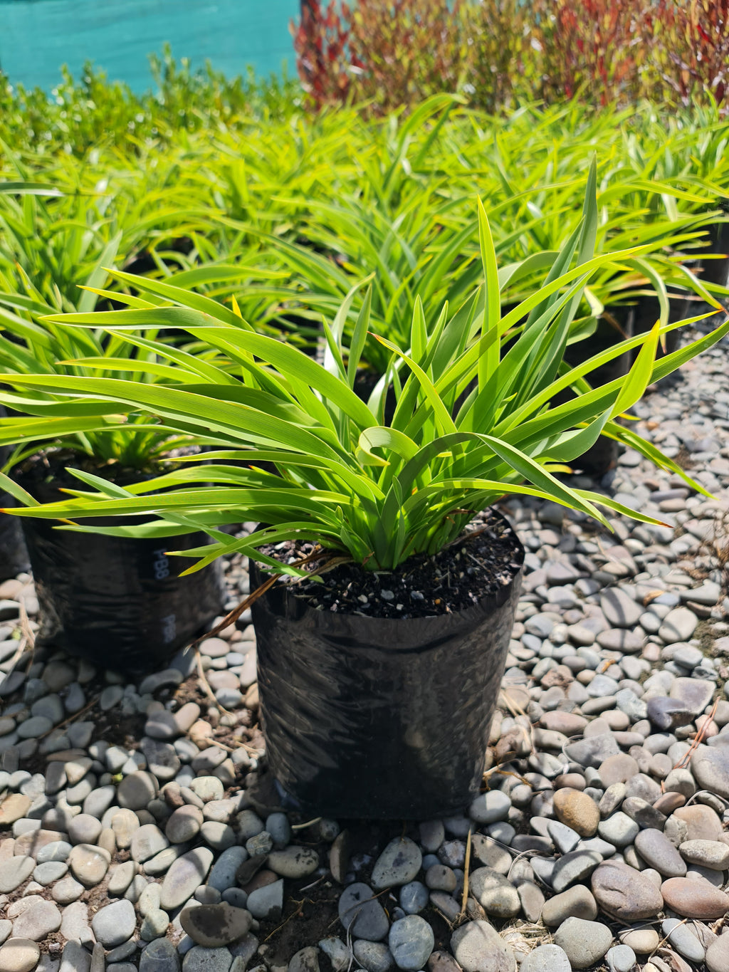 Large Grade PB8 Trees and Shrubs