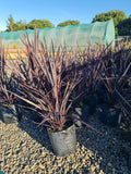 Large Grade PB8 Trees and Shrubs