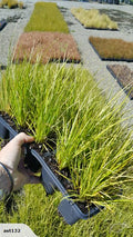 Carex Dipsacea