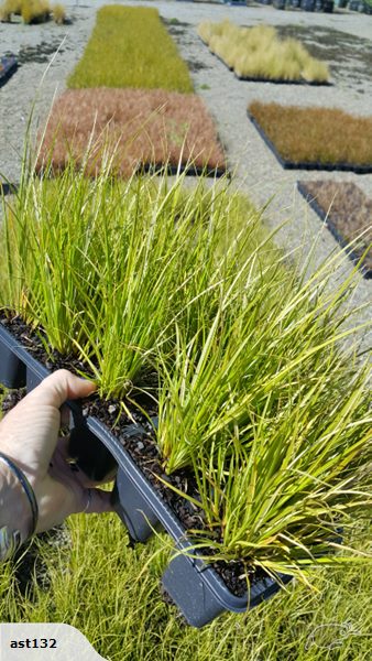 Carex Dipsacea