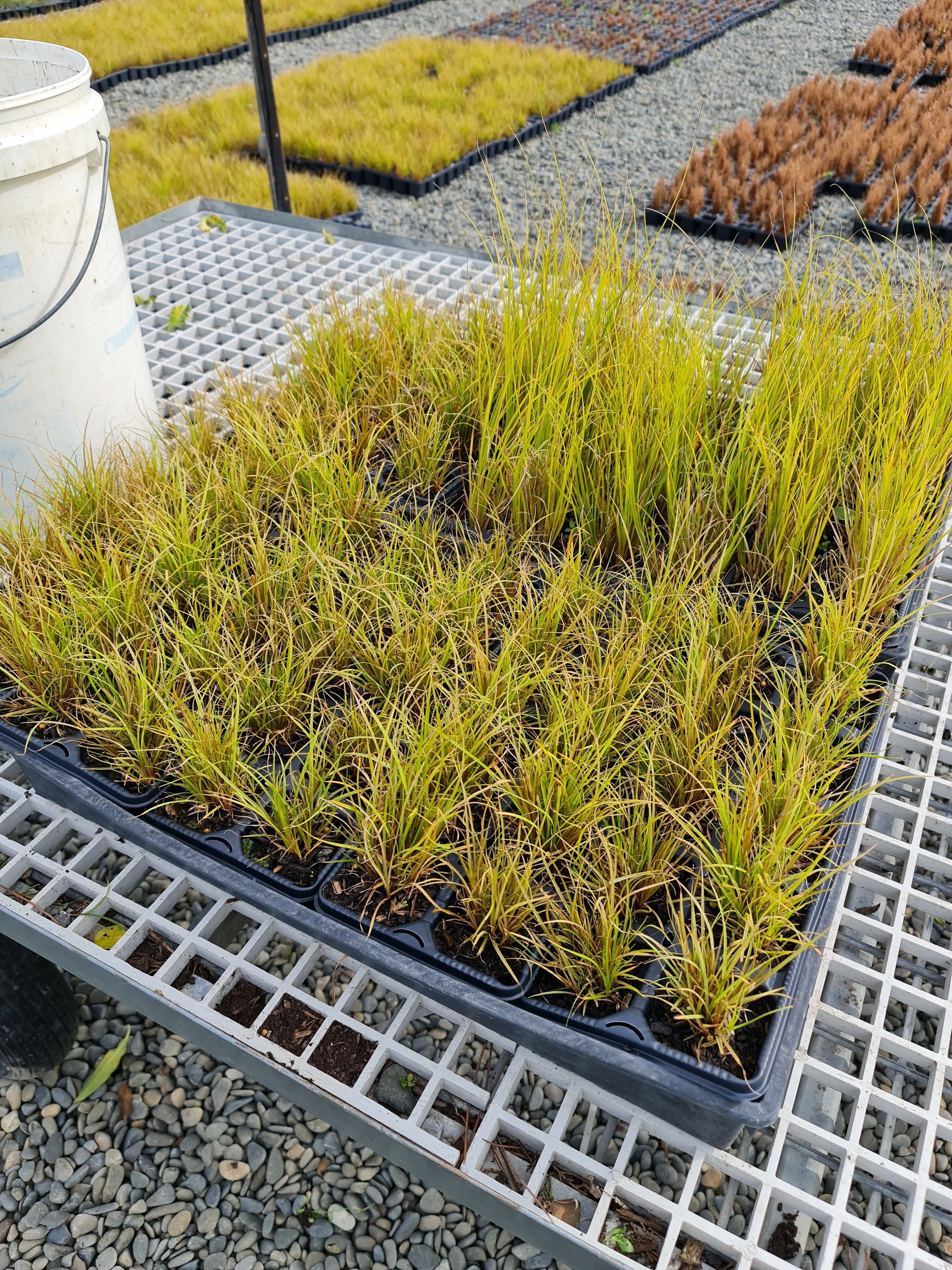 Carex Dipsacea
