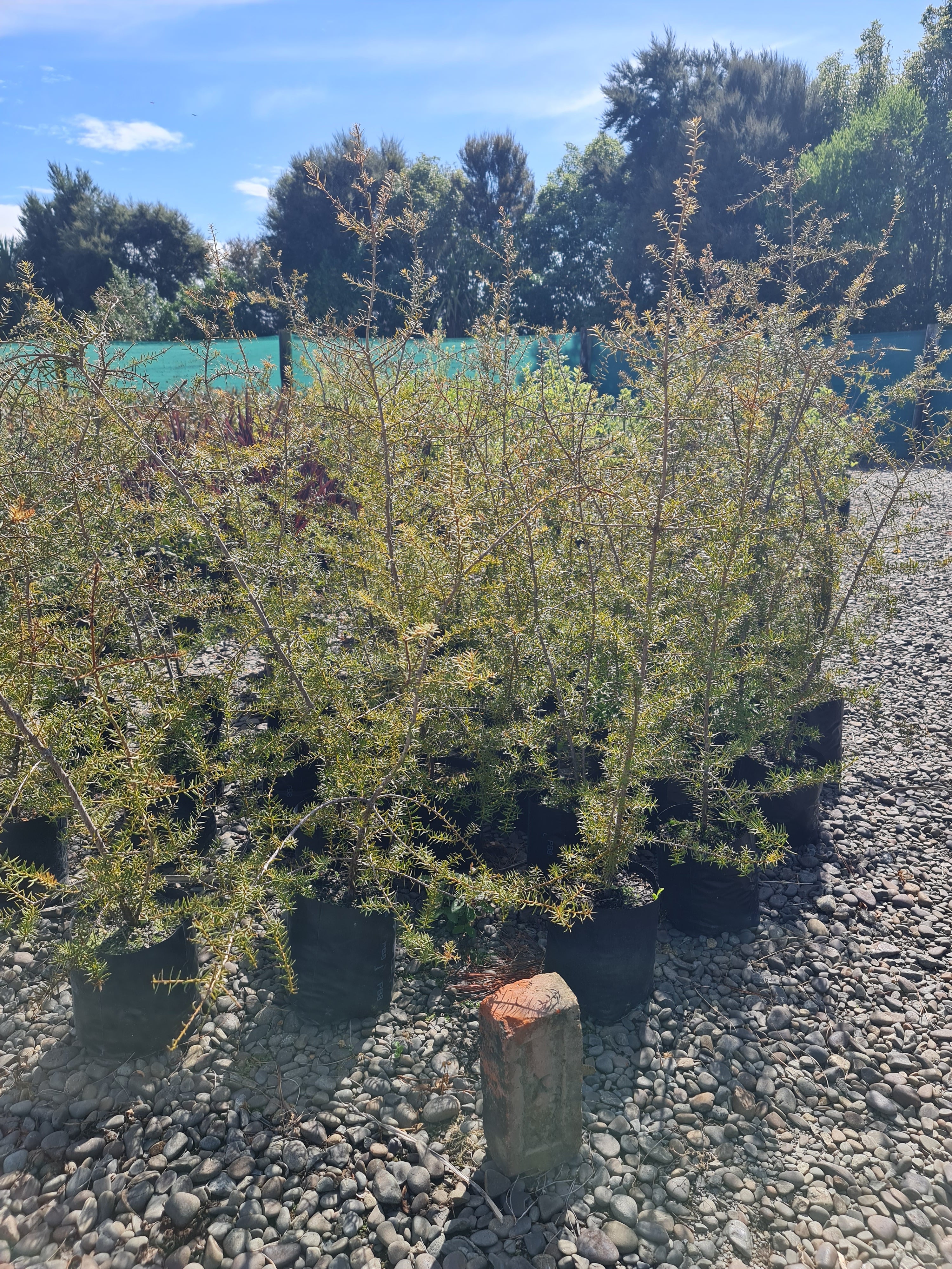 Large Grade PB8 Trees and Shrubs