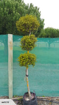 DOCTOR SEUSS TOPIARY CLOUD TREE (TOTARA)