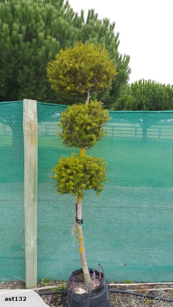 DOCTOR SEUSS TOPIARY CLOUD TREE (TOTARA)