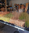 100+ Grasses