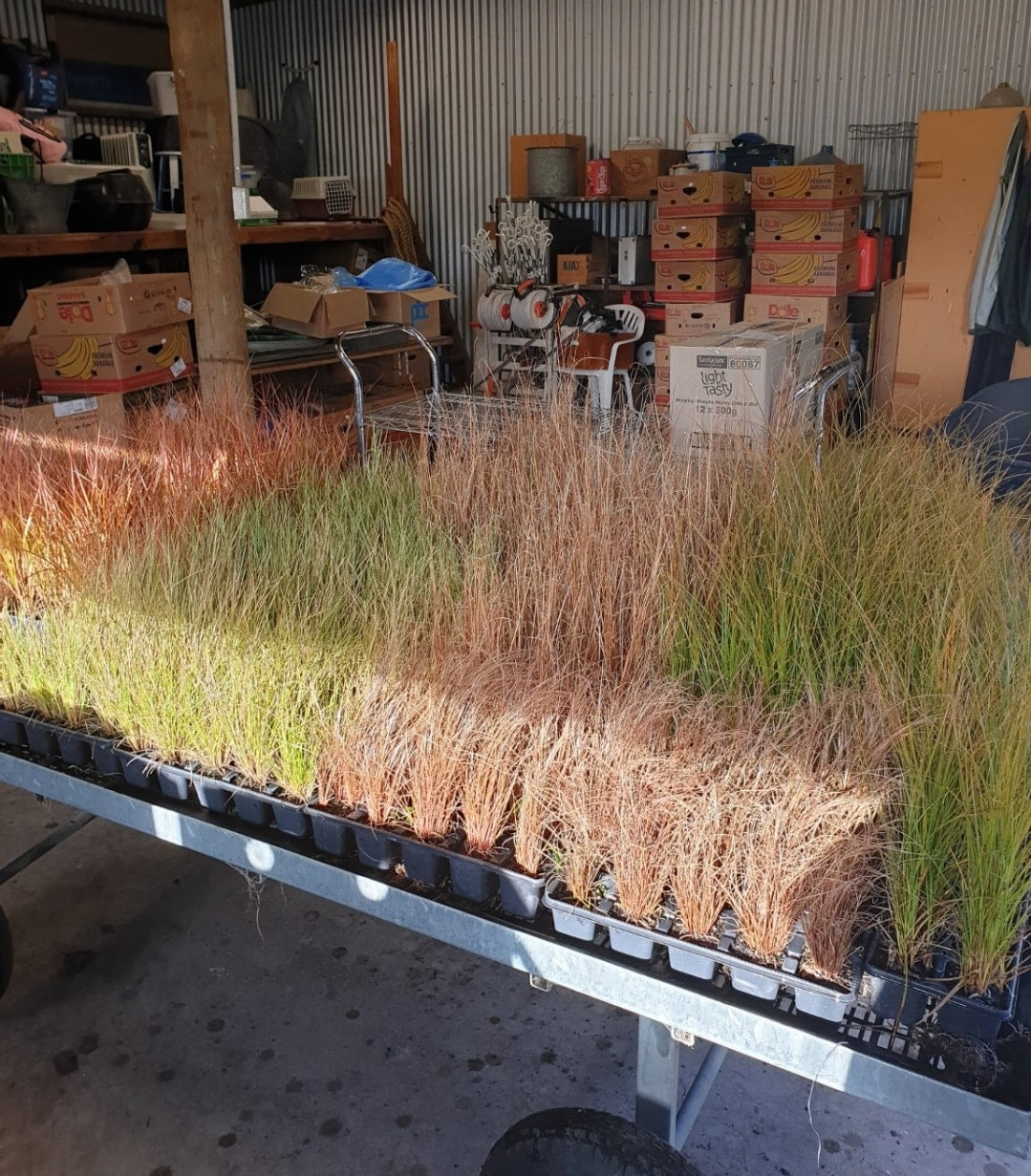 100+ Grasses