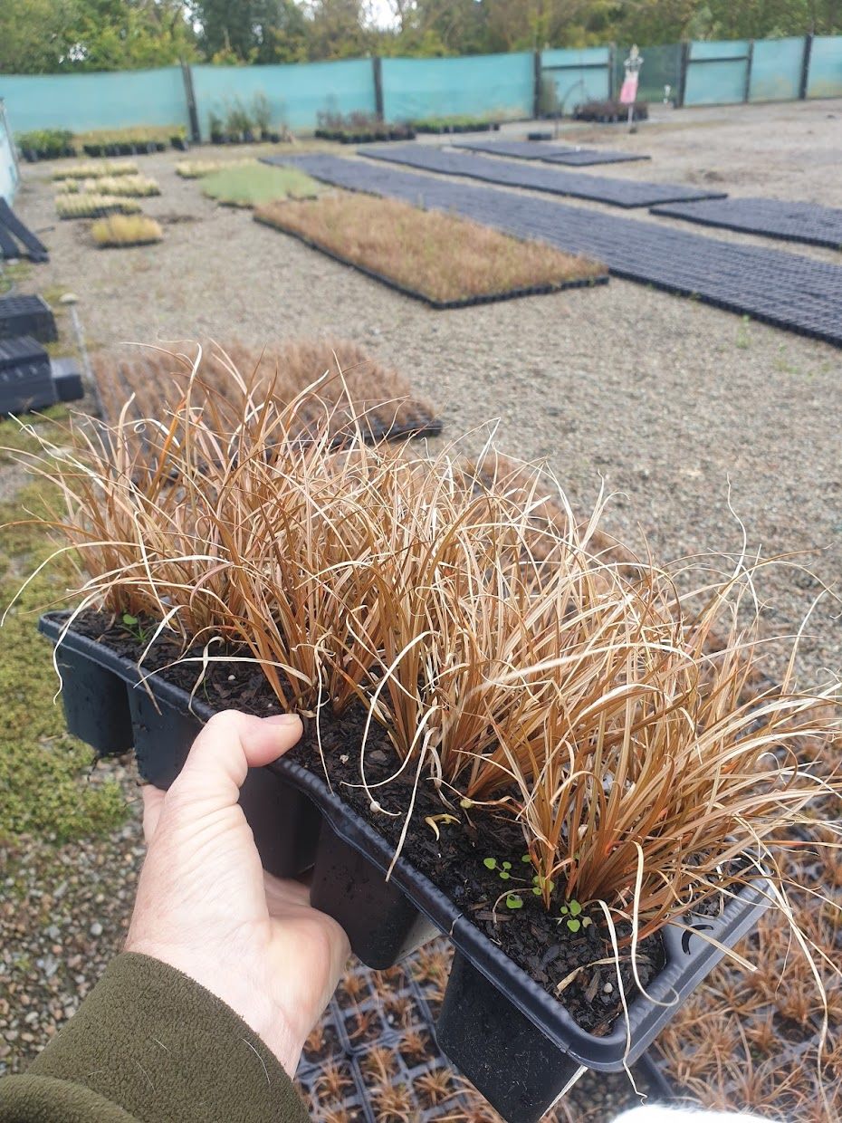 Carex Flagellifera