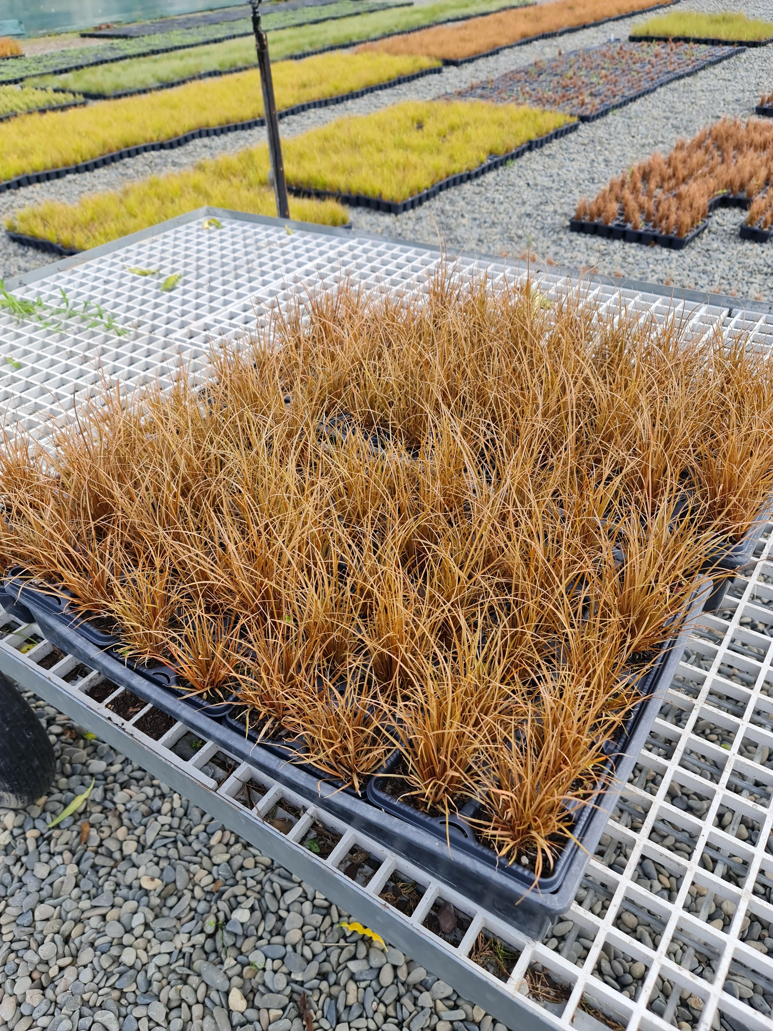 Carex Flagellifera