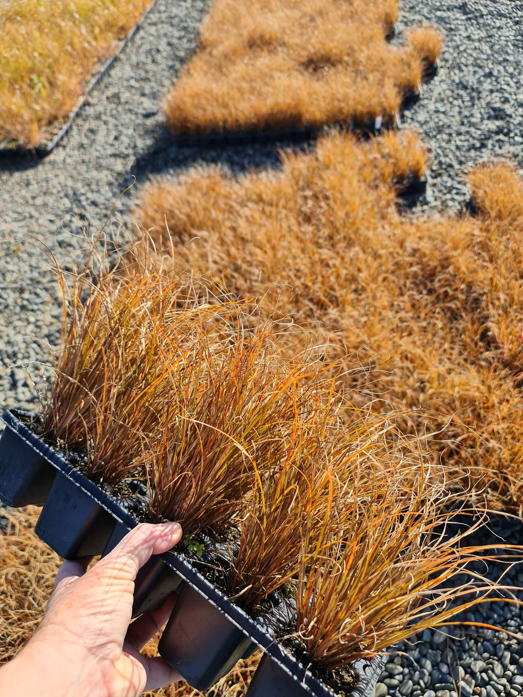 Carex Flagellifera