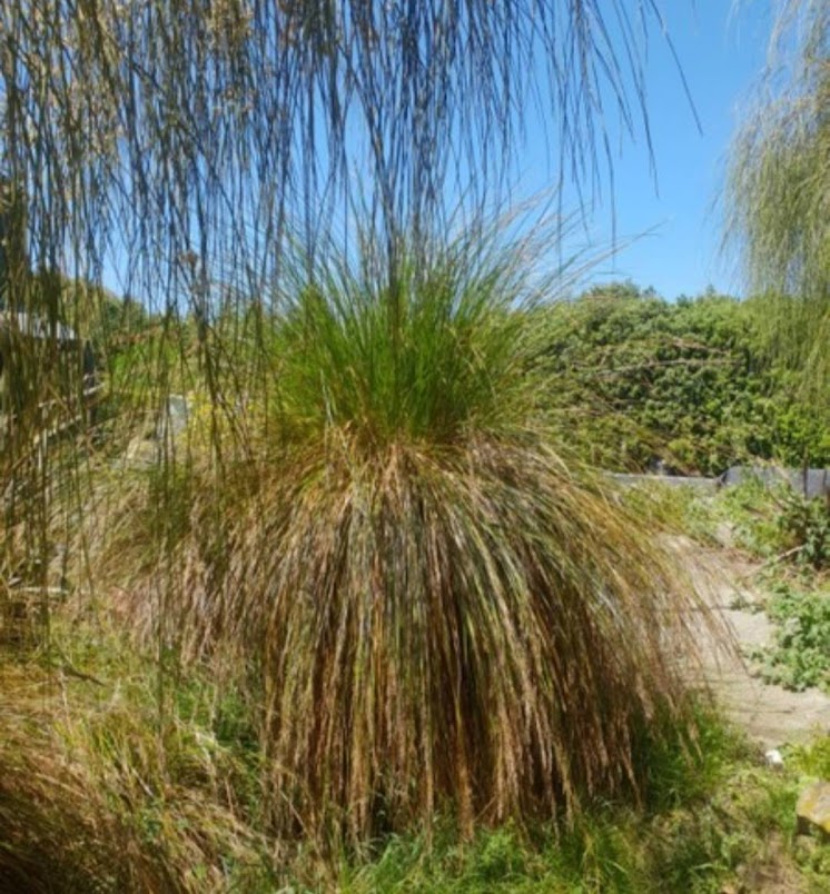 Carex Secta