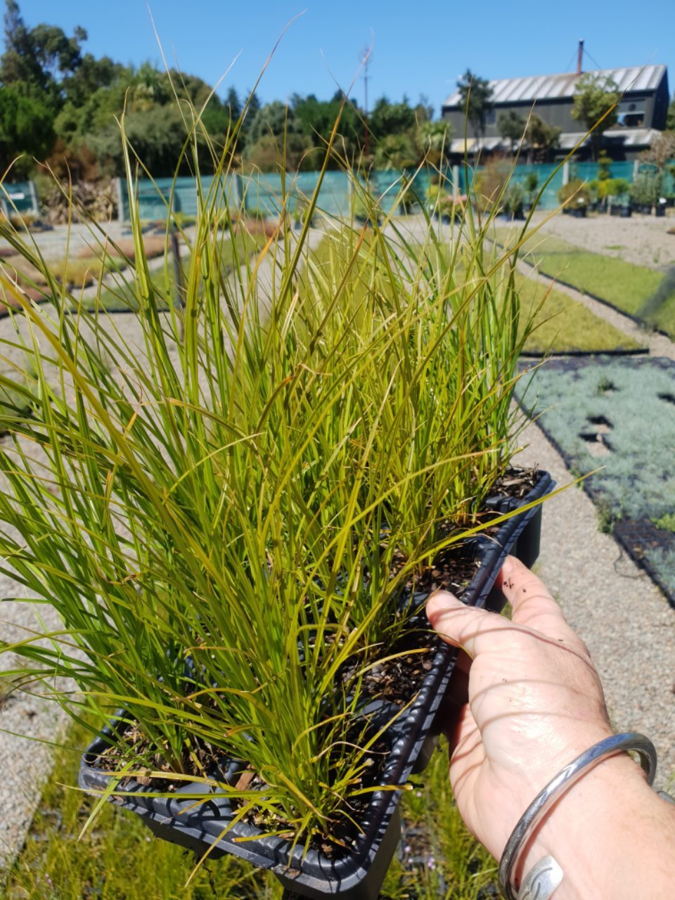 Carex Secta