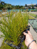 Carex Secta