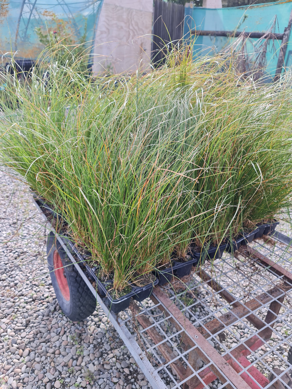 Carex Secta