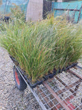 Carex Secta
