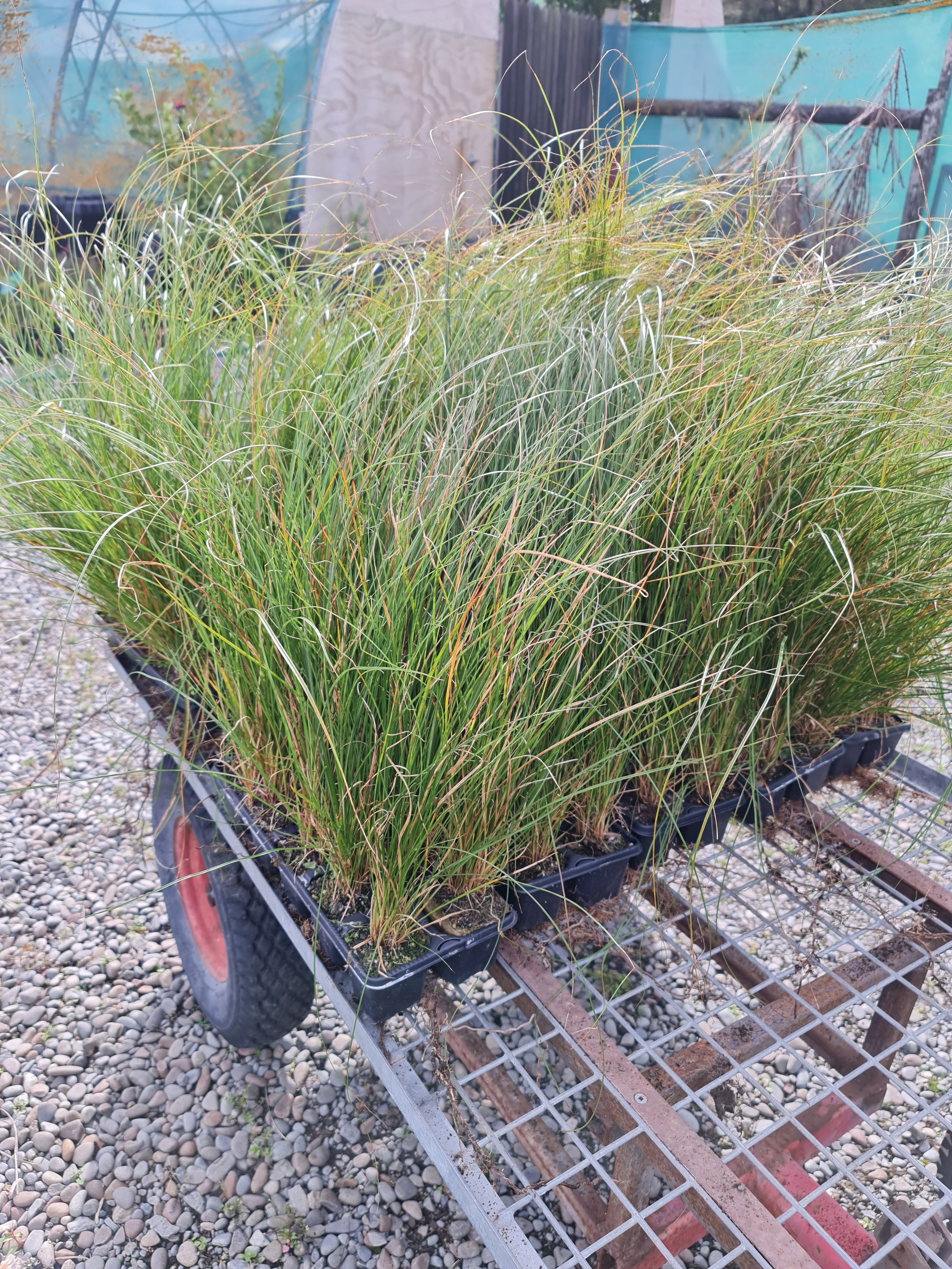 Carex Secta